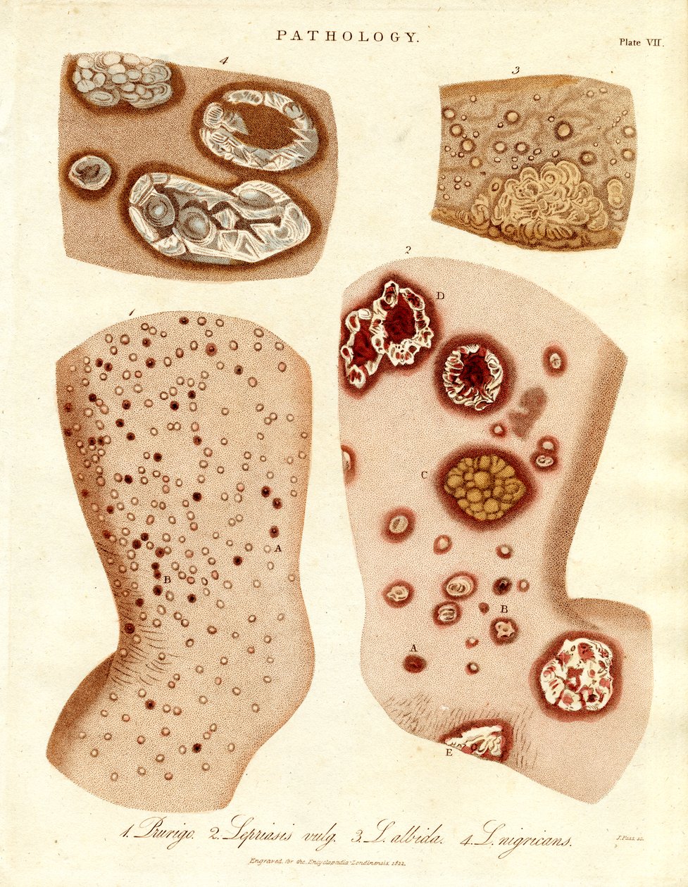  द्वारा जॉन पास