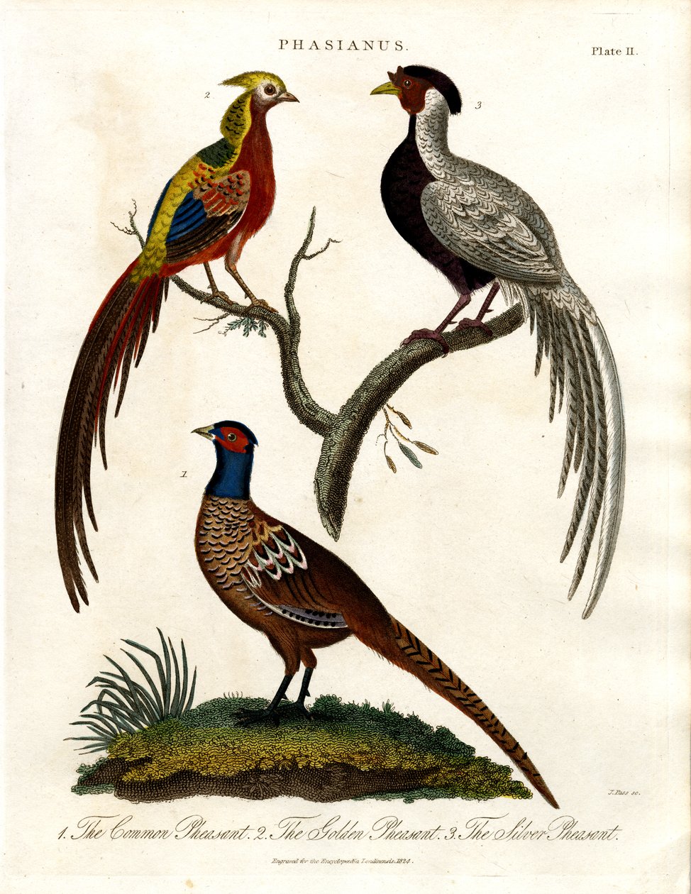  द्वारा जॉन पास