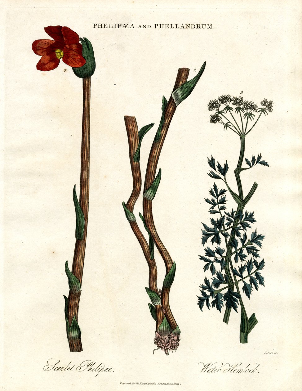  द्वारा जॉन पास