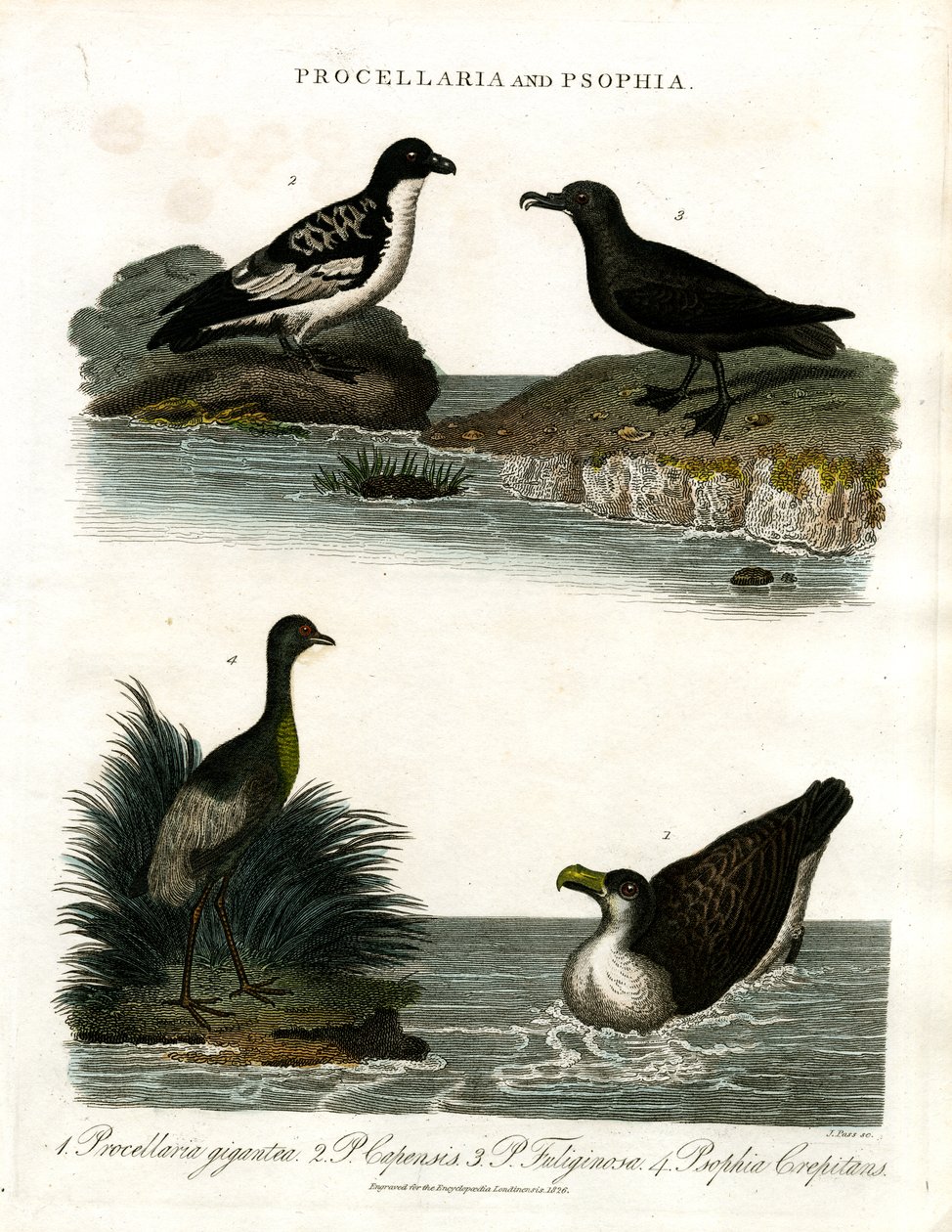  द्वारा जॉन पास