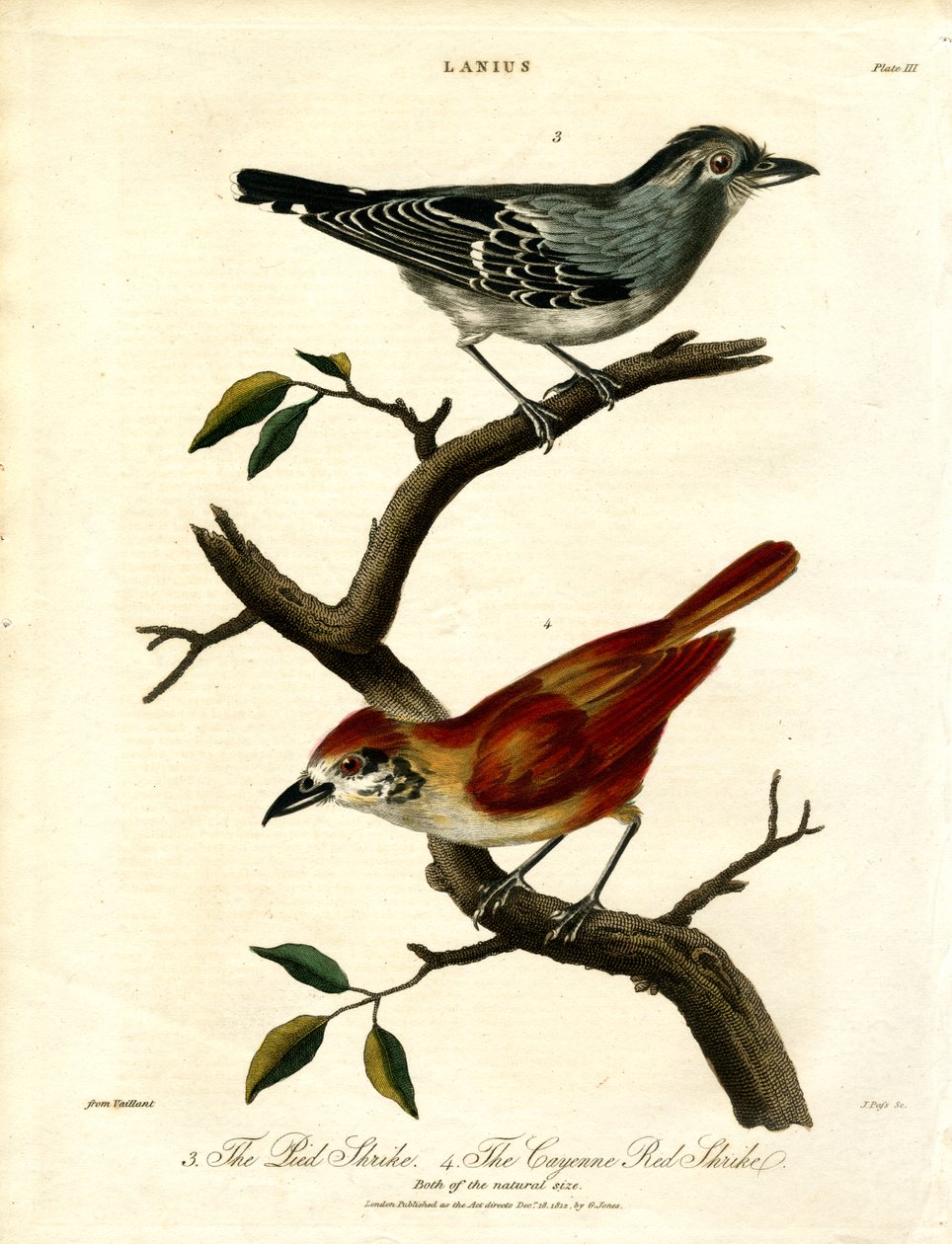  द्वारा जॉन पास