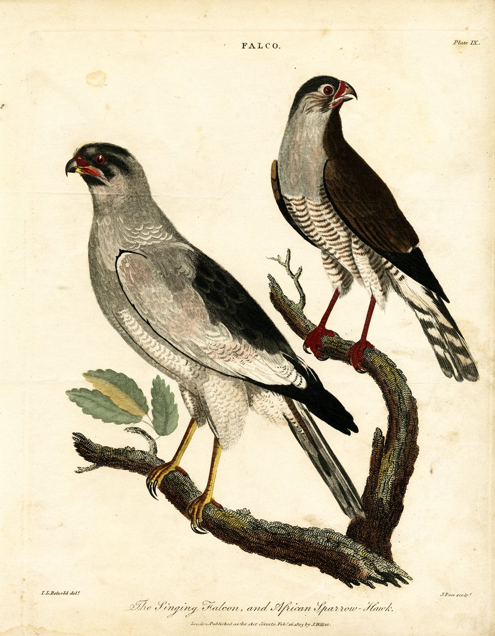  द्वारा जॉन पास