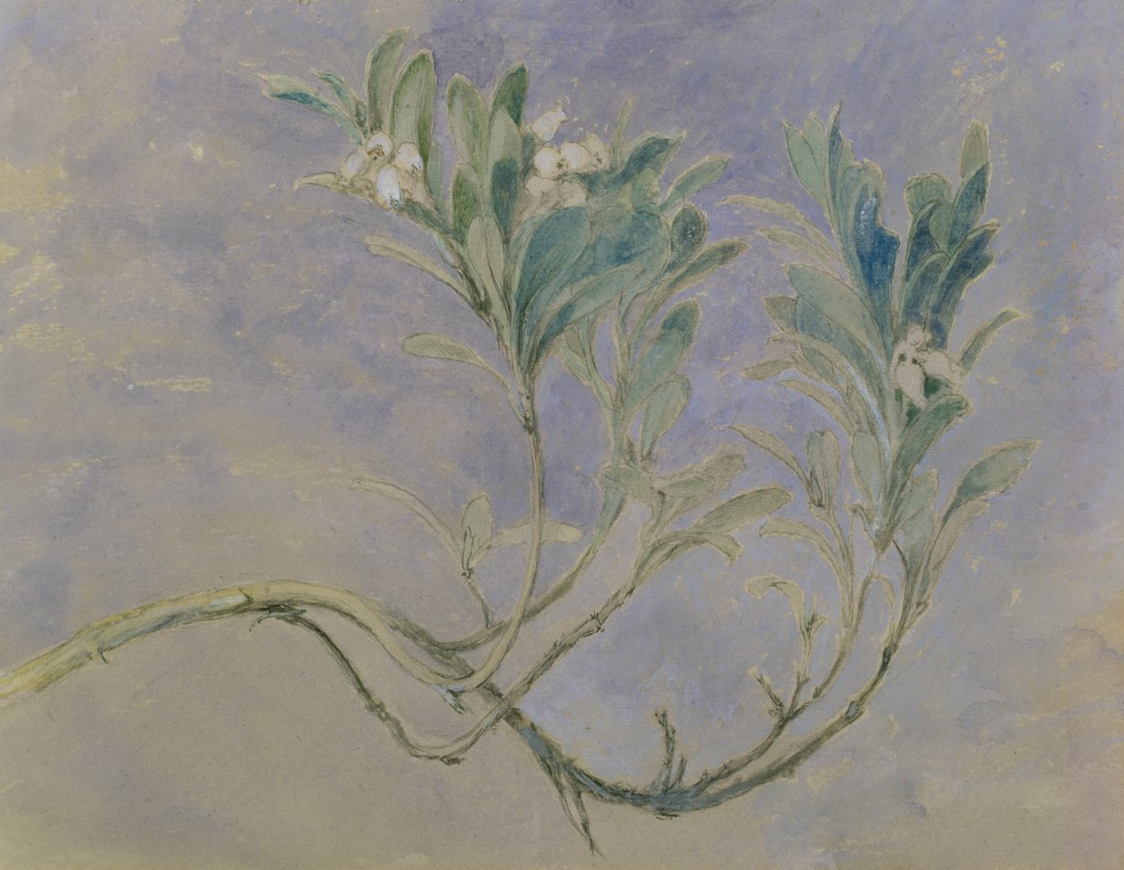 एक Myrtle ट्री की टहनी का अध्ययन, c.1877 (कलम और भूरे रंग की स्याही और कागज पर सफेद के साथ ऊँची पेंसिल) द्वारा जॉन रस्किन
