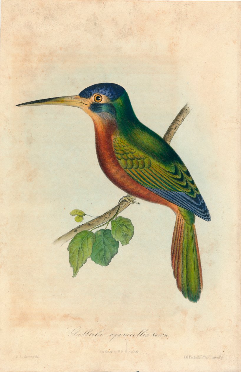 'गलबुला सायनिकोलिस। कैसिन ', 1850 के दशक द्वारा जॉन टी। बोवेन