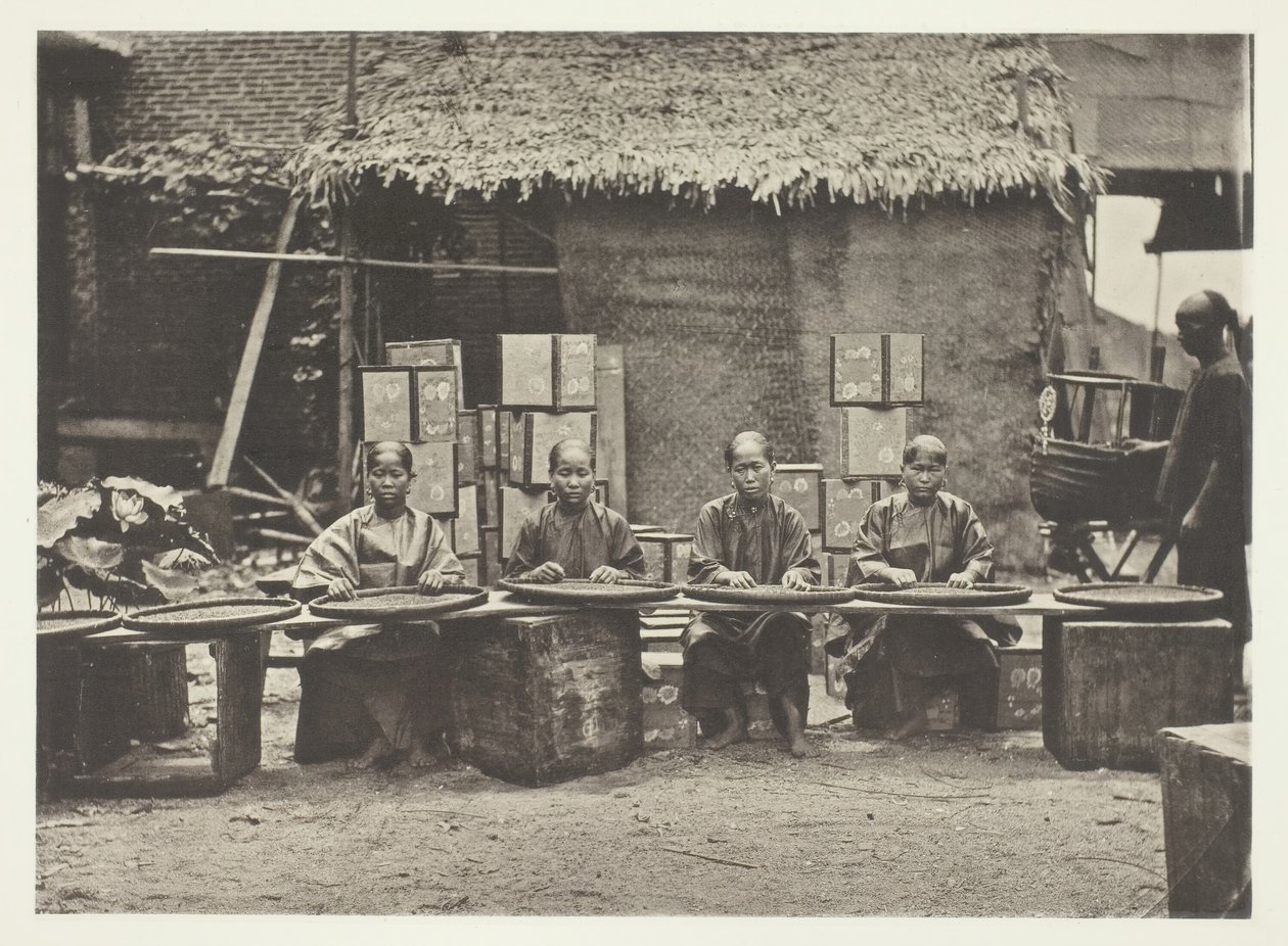 कैंटन में चाय-चुनना, सी। 1868. द्वारा जॉन थॉमसन