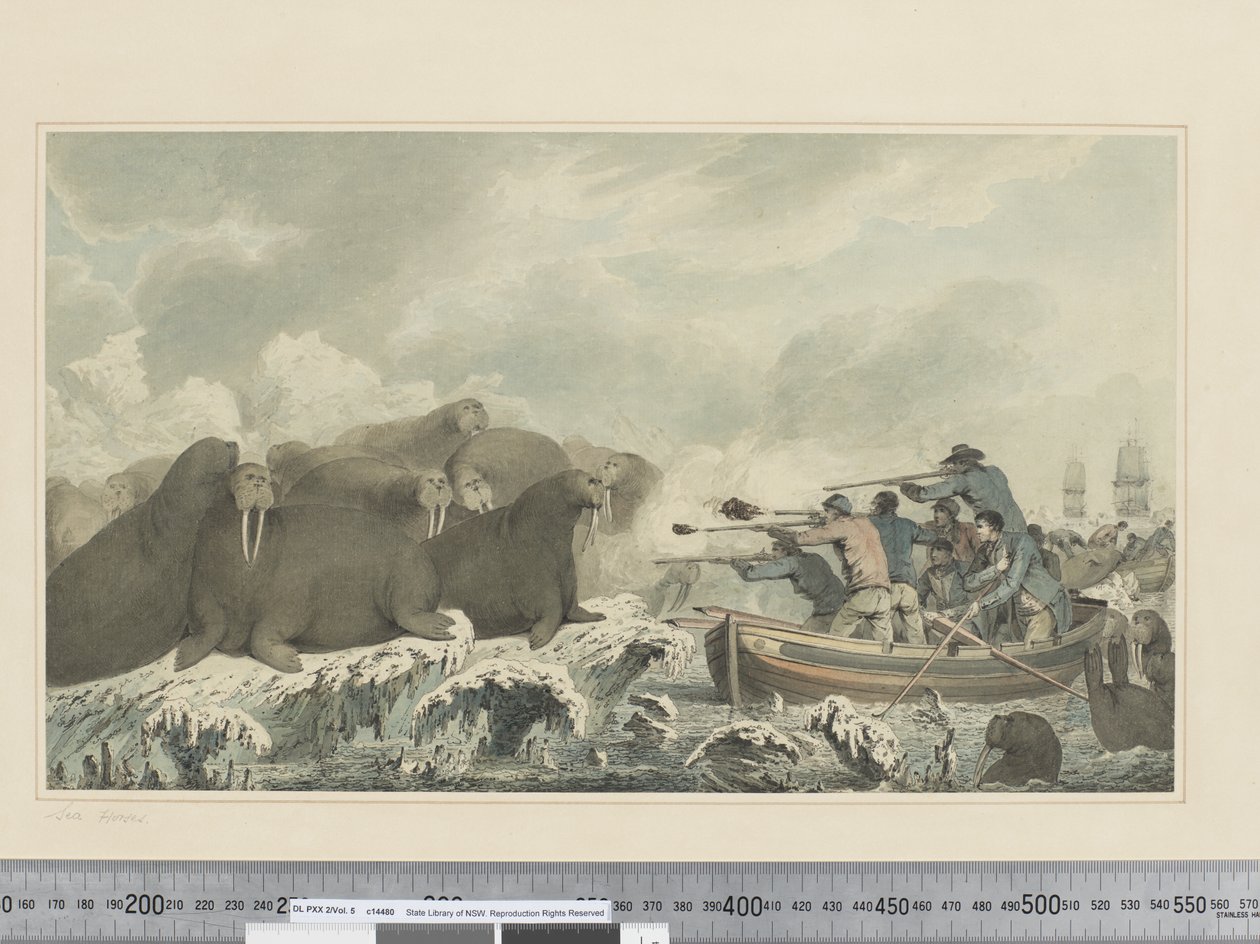 F.32 समुद्री घोड़े, c.1773-84 (जल रंग) द्वारा जॉन वेबर