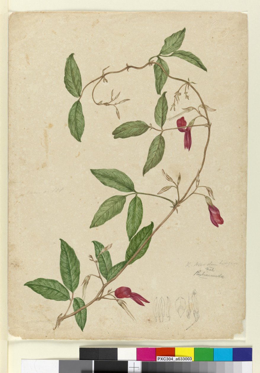 केनेडिया रुबिकुंडा, c.1803-06 (wc, pen, ink and pencil) द्वारा जॉन विलियम लेविन