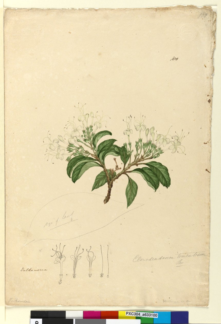 पृष्ठ 100. क्लेरोडेन्ड्रिम टोमेनटोसम, c.1803-06 (wc, pen, ink and pencil) द्वारा जॉन विलियम लेविन