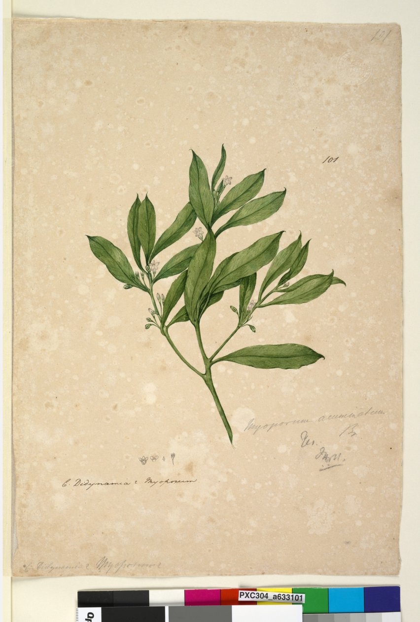 पृष्ठ 101. मायोपोरम एक्यूमिनटम, c.1803-06 (wc, pen, स्याही और पेंसिल) द्वारा जॉन विलियम लेविन