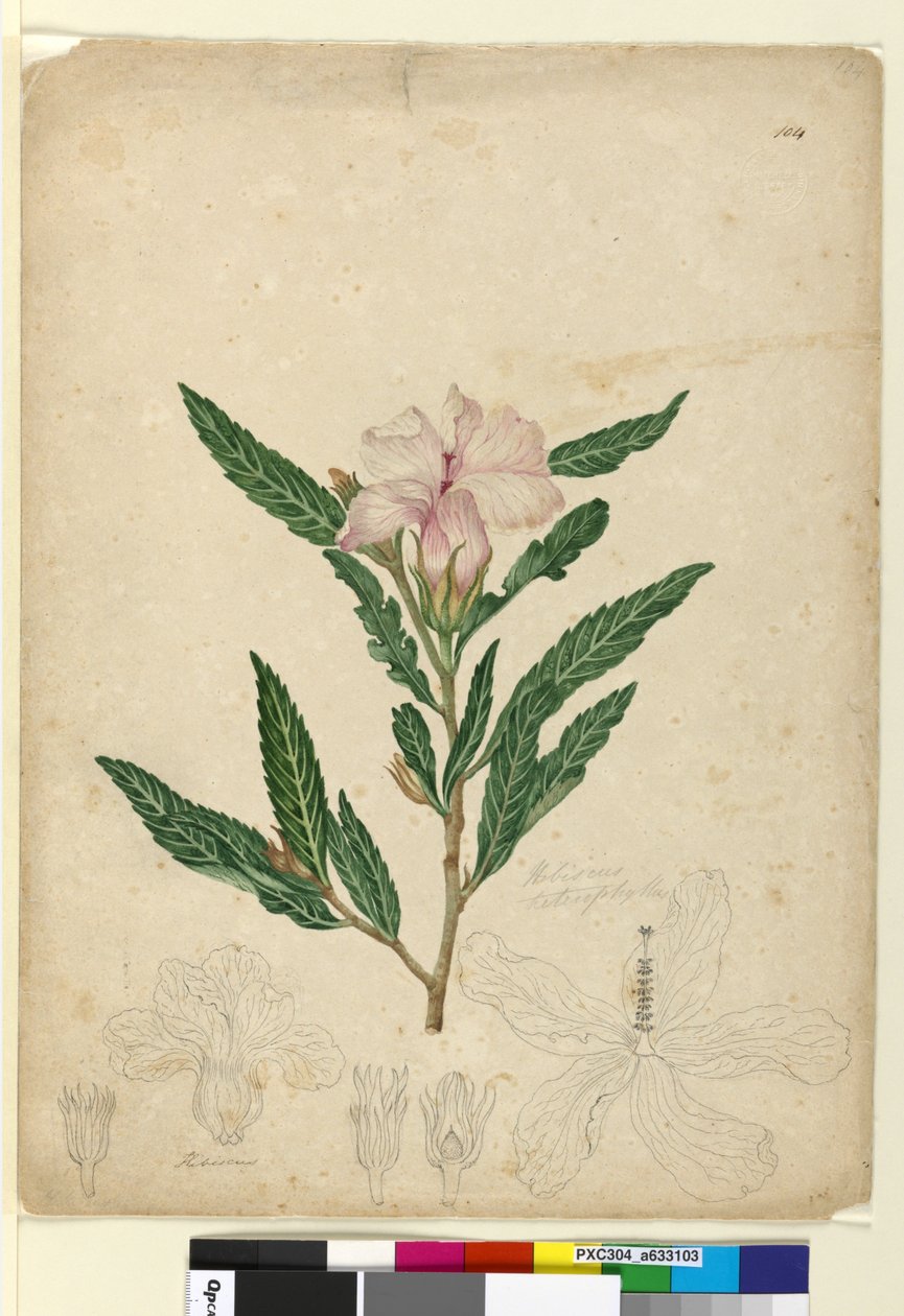 पृष्ठ 104. हिबिस्कस हेटरोफिलस, c.1803-06 (डब्ल्यूसी, कलम, स्याही और पेंसिल) द्वारा जॉन विलियम लेविन