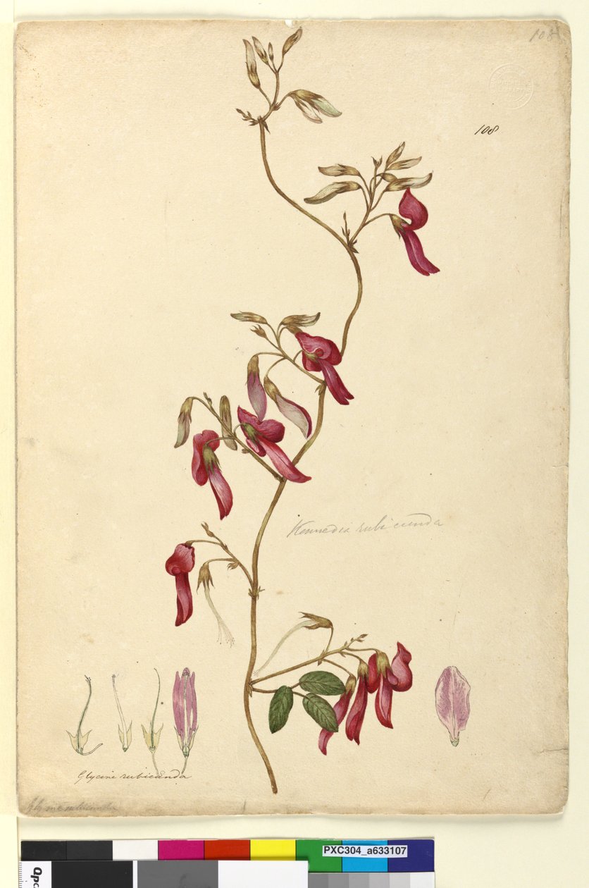पृष्ठ 108. केनेडिया रूबिकुंडा, c.1803-06 (wc, pen, ink and pencil) द्वारा जॉन विलियम लेविन