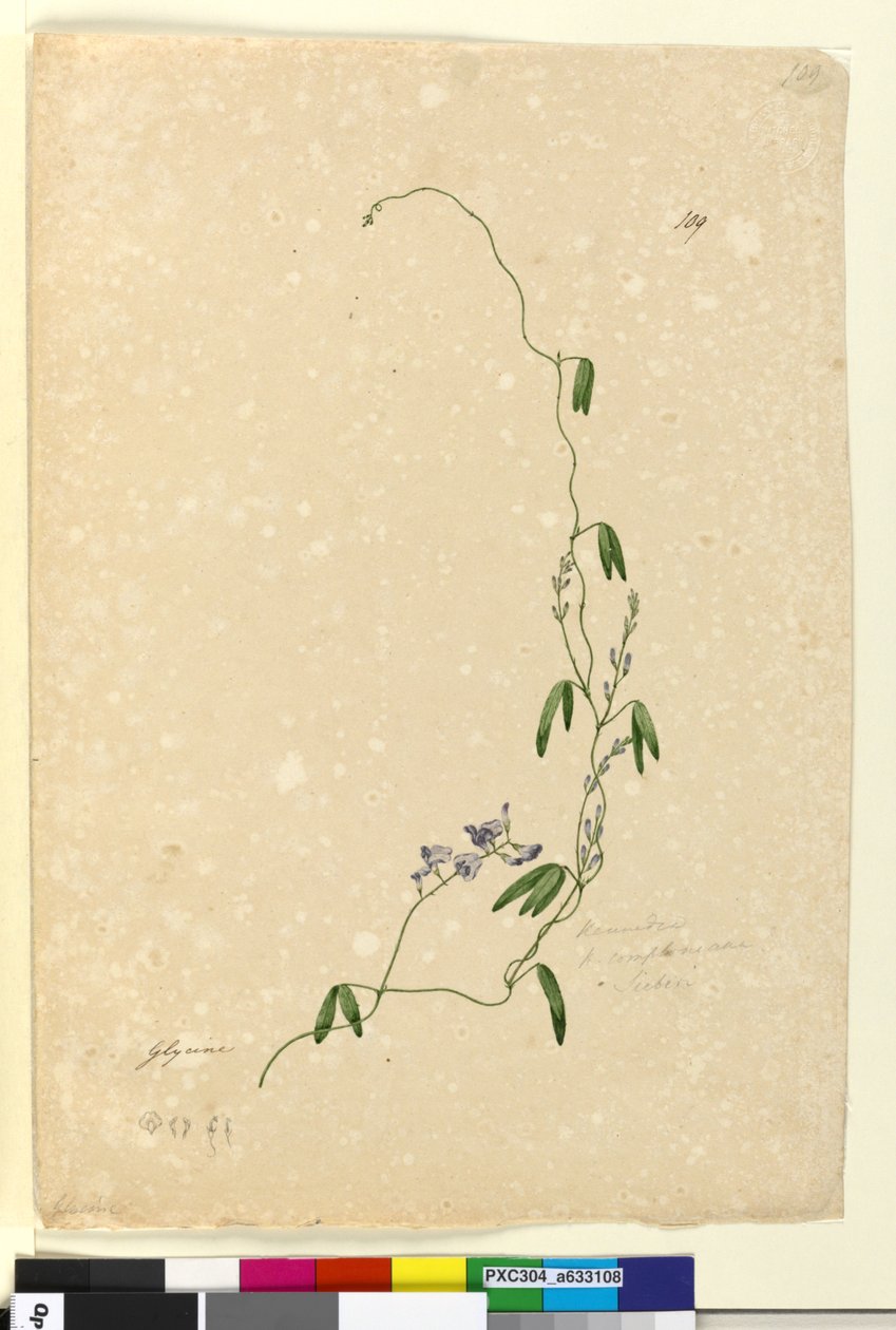 पृष्ठ 109. केनेडिया comptonianaHardenbergia comptoniana, c.1803-06 (wc, pen, स्याही और पेंसिल) द्वारा जॉन विलियम लेविन