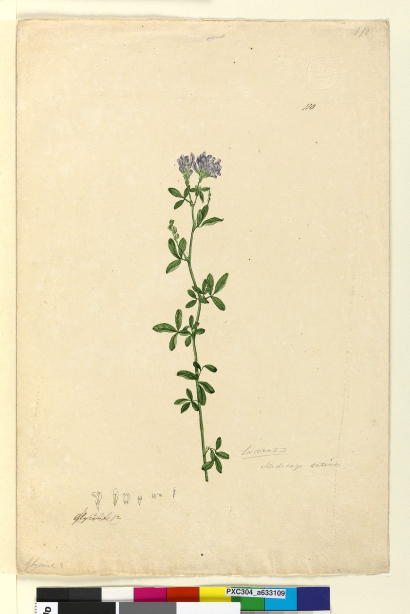 पृष्ठ 110. मेडिकैगो सैटिवा, c.1803-06 (wc, pen, ink and pencil) द्वारा जॉन विलियम लेविन