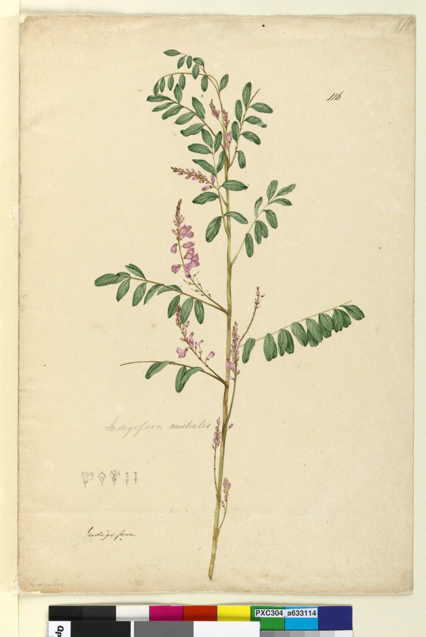 पृष्ठ 116. Indigofera ऑस्ट्रेलिया, c.1803-06 (wc, pen, स्याही और पेंसिल) द्वारा जॉन विलियम लेविन