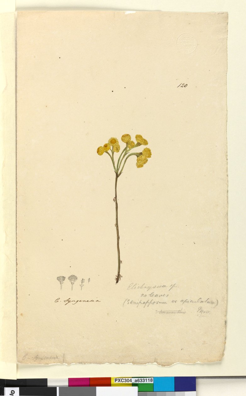 पृष्ठ 120. एलिक्रिस्म, c.1803-06 (wc, पेन, स्याही और पेंसिल) द्वारा जॉन विलियम लेविन