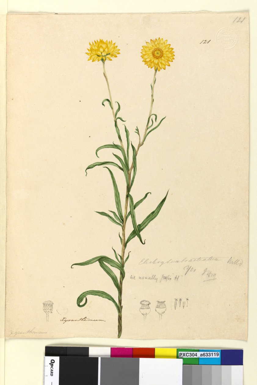 पृष्ठ 121. एलिक्रिस्म ब्रैक्टेटम, c.1803-06 (wc, pen, स्याही और पेंसिल) द्वारा जॉन विलियम लेविन