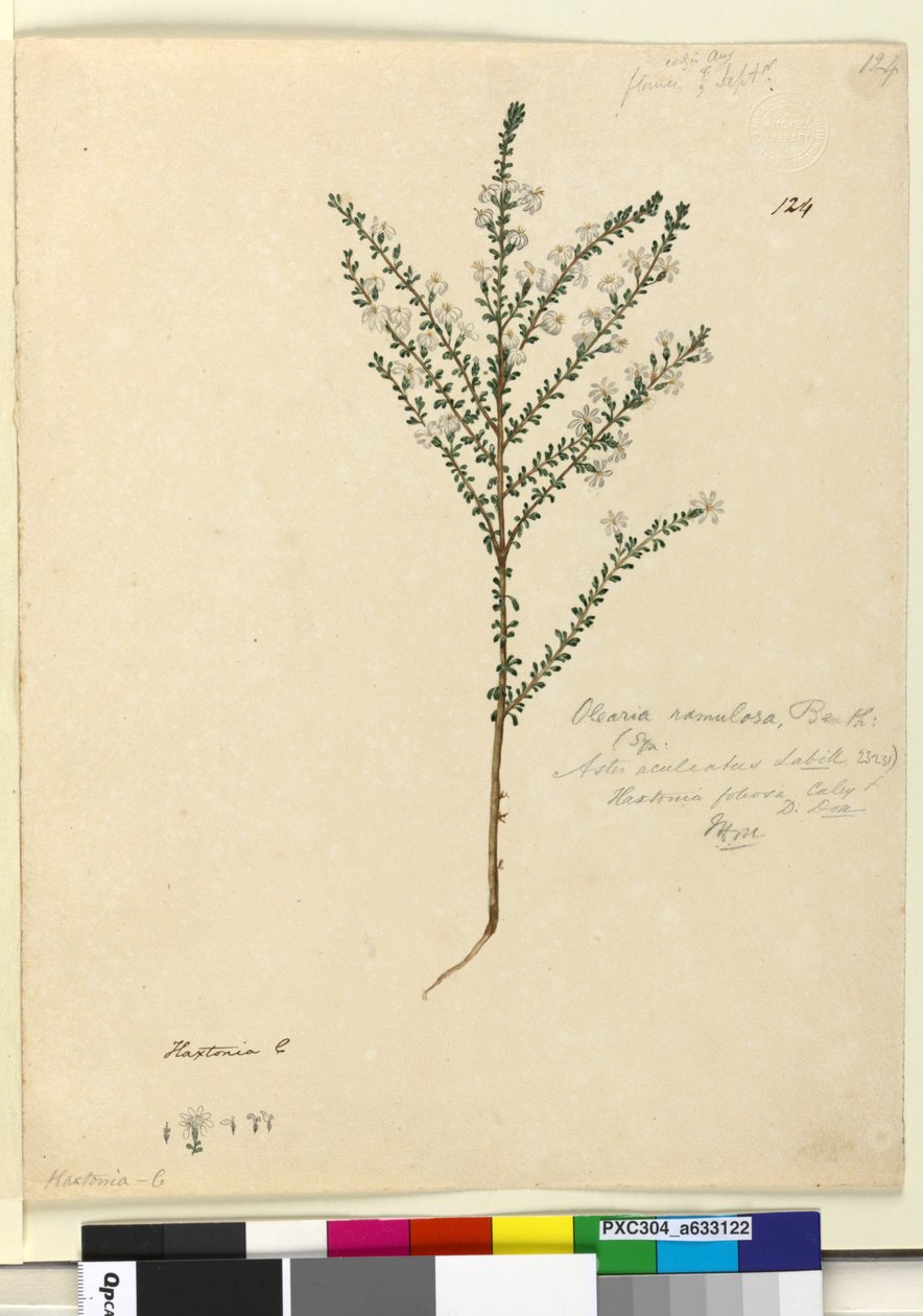 पृष्ठ 124. ओलेरिया रमुलोसा, c.1803-06 (wc, pen, स्याही और पेंसिल) द्वारा जॉन विलियम लेविन