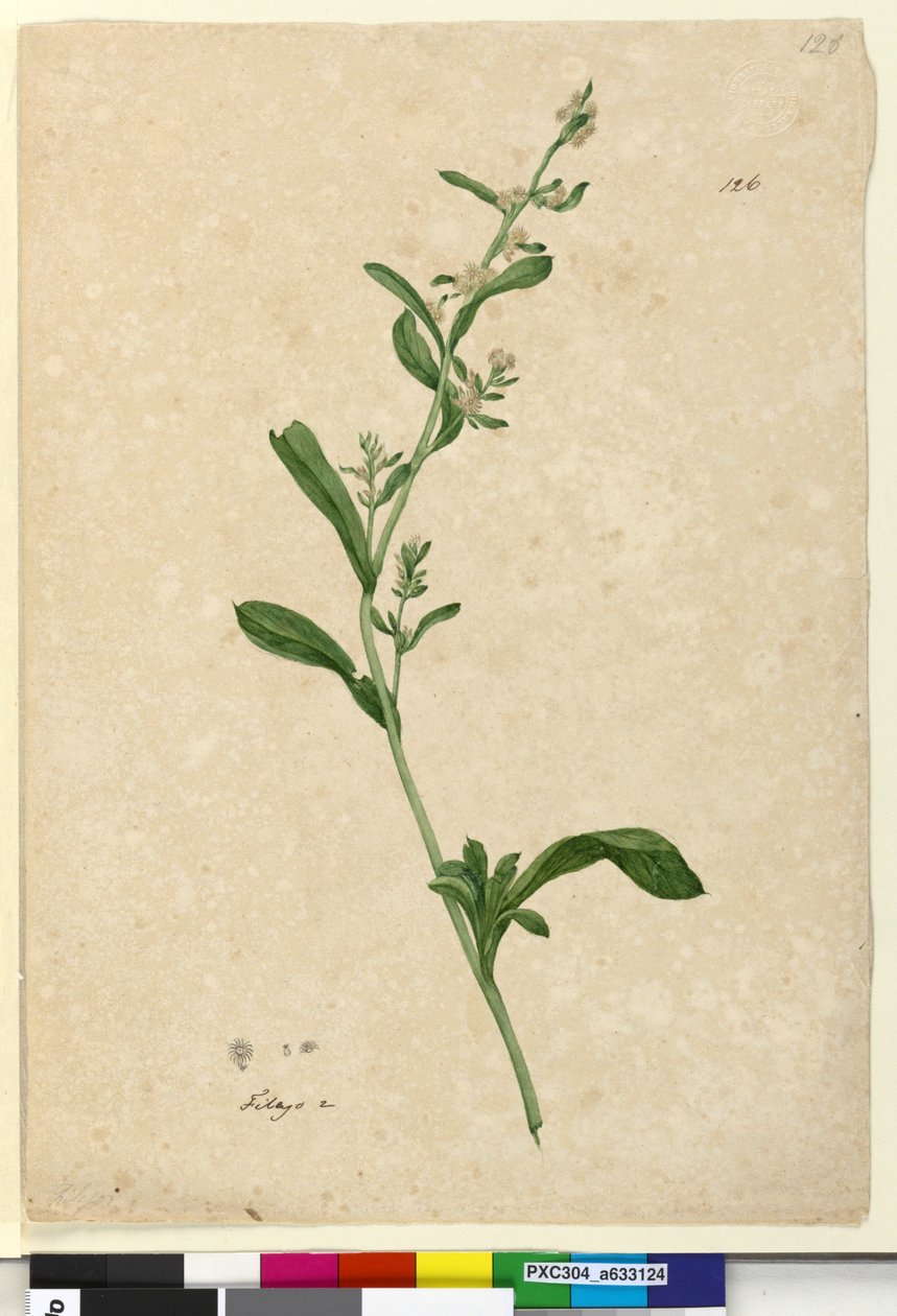 पृष्ठ 126. फिलागो, c.1803-06 (डब्ल्यूसी, कलम, स्याही और पेंसिल) द्वारा जॉन विलियम लेविन