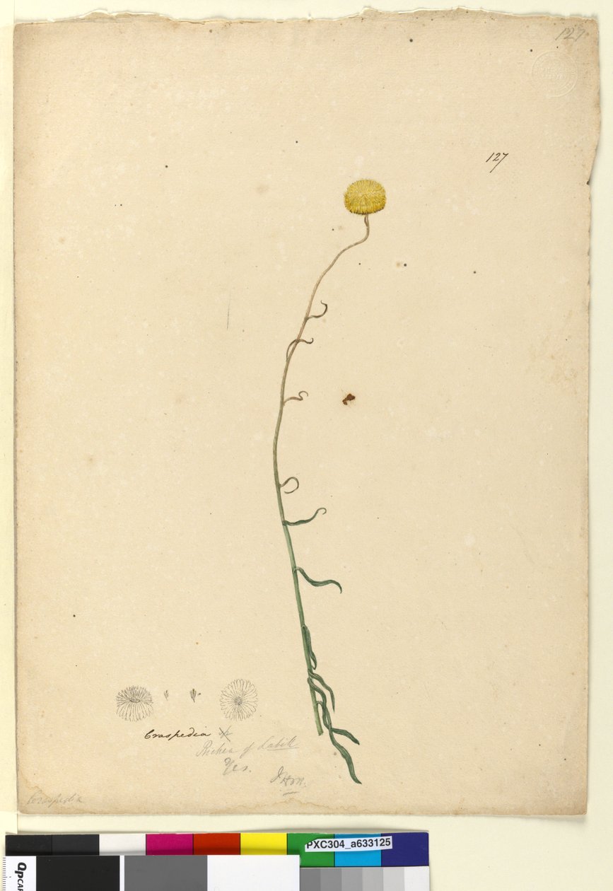 पृष्ठ 127. क्रेस्पेडिया, c.1803-06 (wc, कलम, स्याही और पेंसिल) द्वारा जॉन विलियम लेविन
