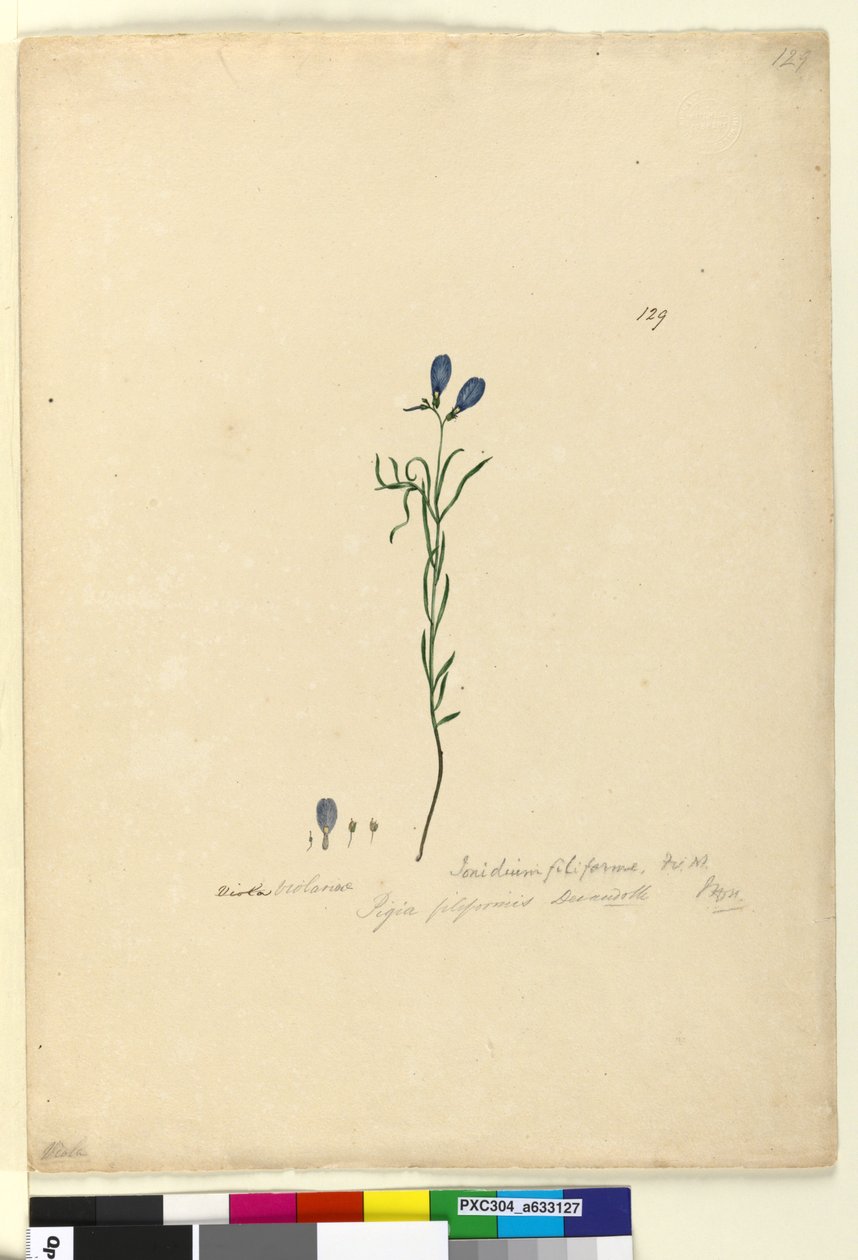 पृष्ठ 129. इओनिडियम फिलिफॉर्म, c.1803-06 (wc, pen, ink and pencil) द्वारा जॉन विलियम लेविन