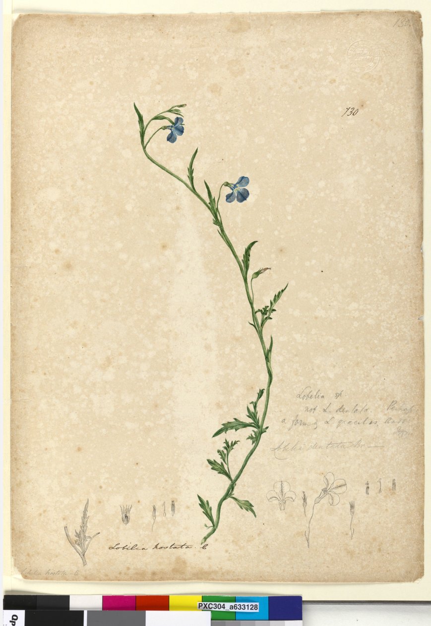 पृष्ठ 130. लोबेलिया होस्टल लोबेलिया ग्रेसीलिस, c.1803-06 (wc, pen, ink and pencil) द्वारा जॉन विलियम लेविन