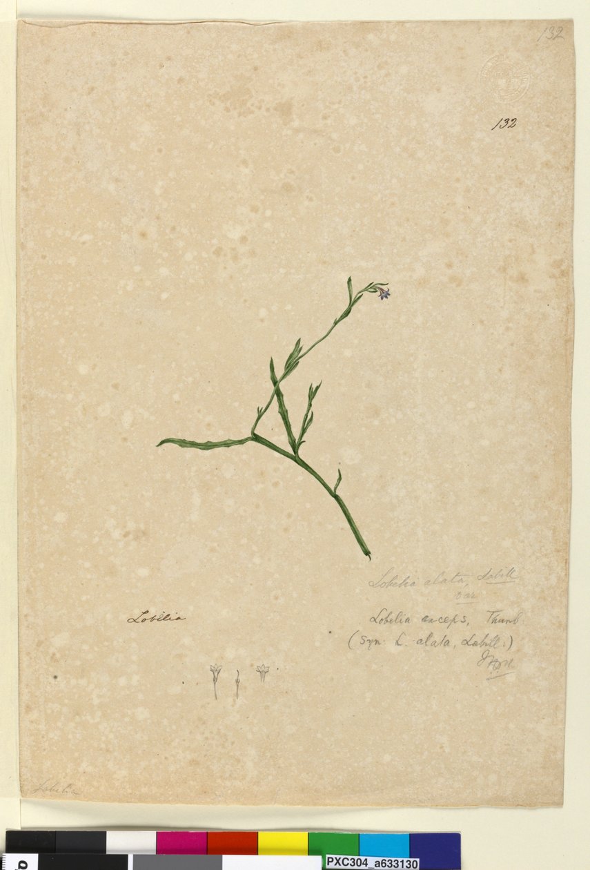 पृष्ठ 132. लोबेलिया अल्ता, c.1803-06 (wc, पेन, स्याही और पेंसिल) द्वारा जॉन विलियम लेविन