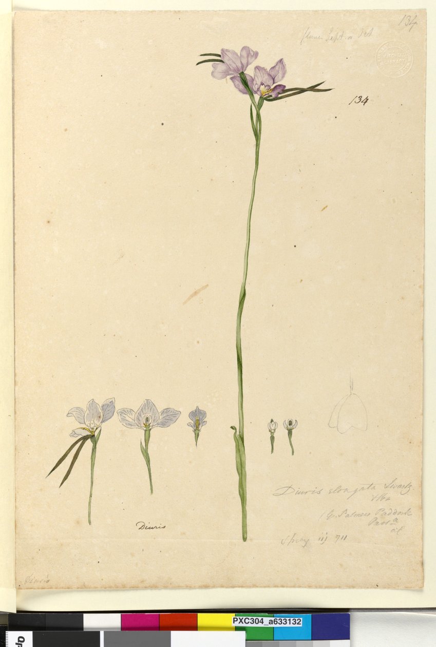 पृष्ठ 134. डायोरस एलोंगाटा, c.1803-06 (डब्ल्यूसी, पेन, स्याही और पेंसिल) द्वारा जॉन विलियम लेविन