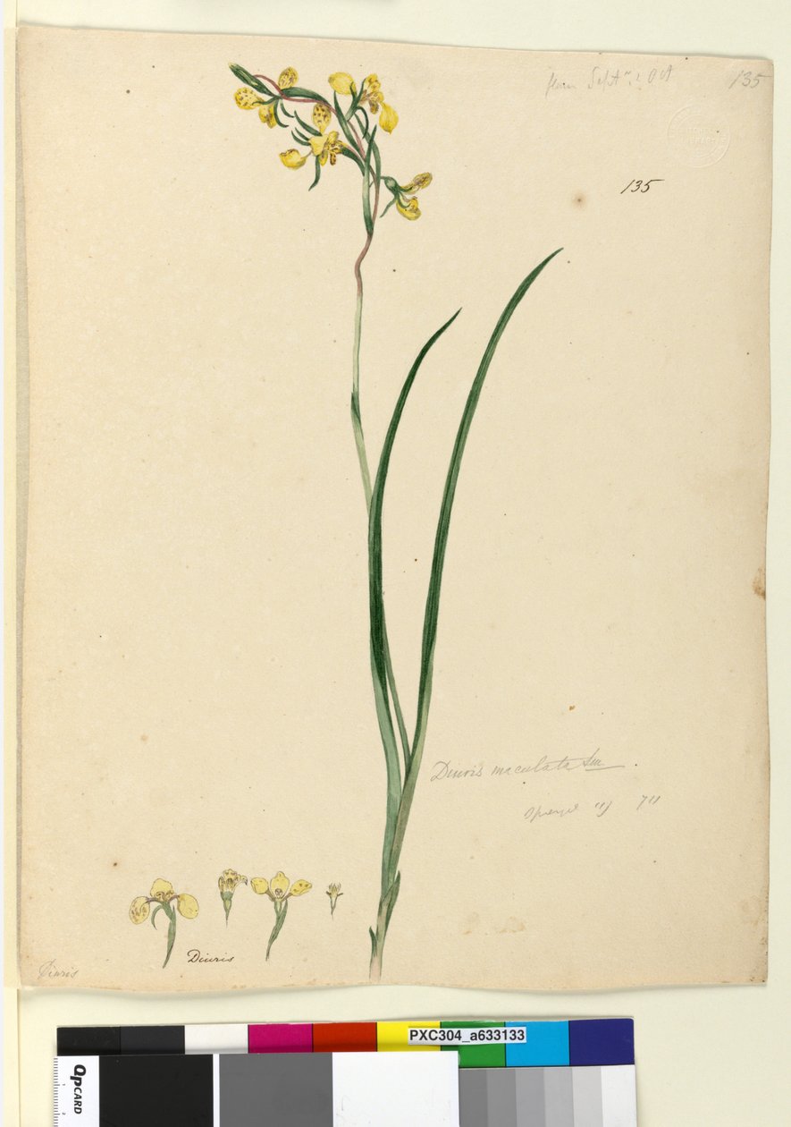 पृष्ठ 135. ड्यूरिस मैक्युलाटा, c.1803-06 (wc, pen, स्याही और पेंसिल) द्वारा जॉन विलियम लेविन