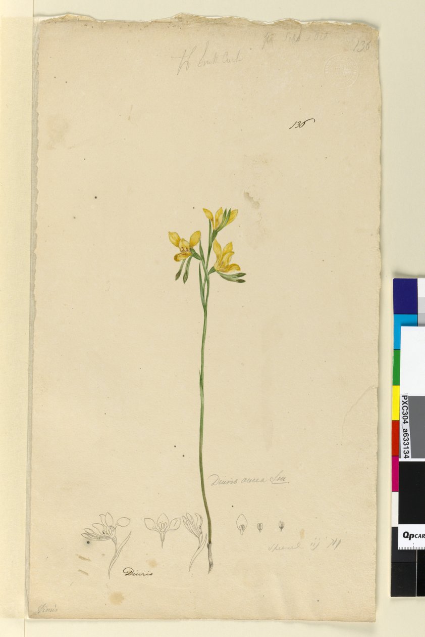 पृष्ठ 136. ड्यूरिस औरिया, c.1803-06 (डब्ल्यूसी, पेन, स्याही और पेंसिल) द्वारा जॉन विलियम लेविन