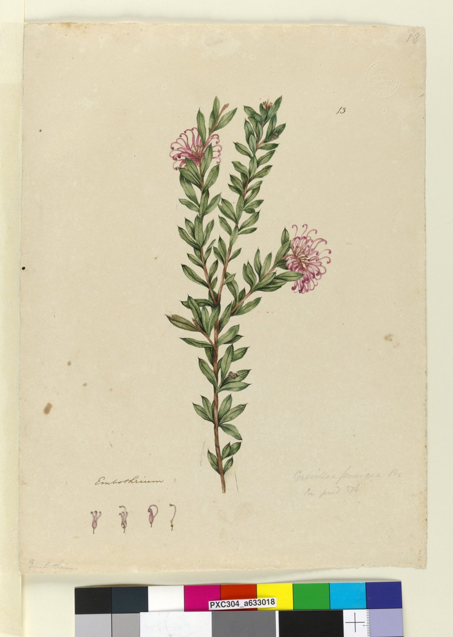 पृष्ठ 13. ग्रीविला प्यूनिकिया, c.1803-06 (wc, pen, स्याही और पेंसिल) द्वारा जॉन विलियम लेविन