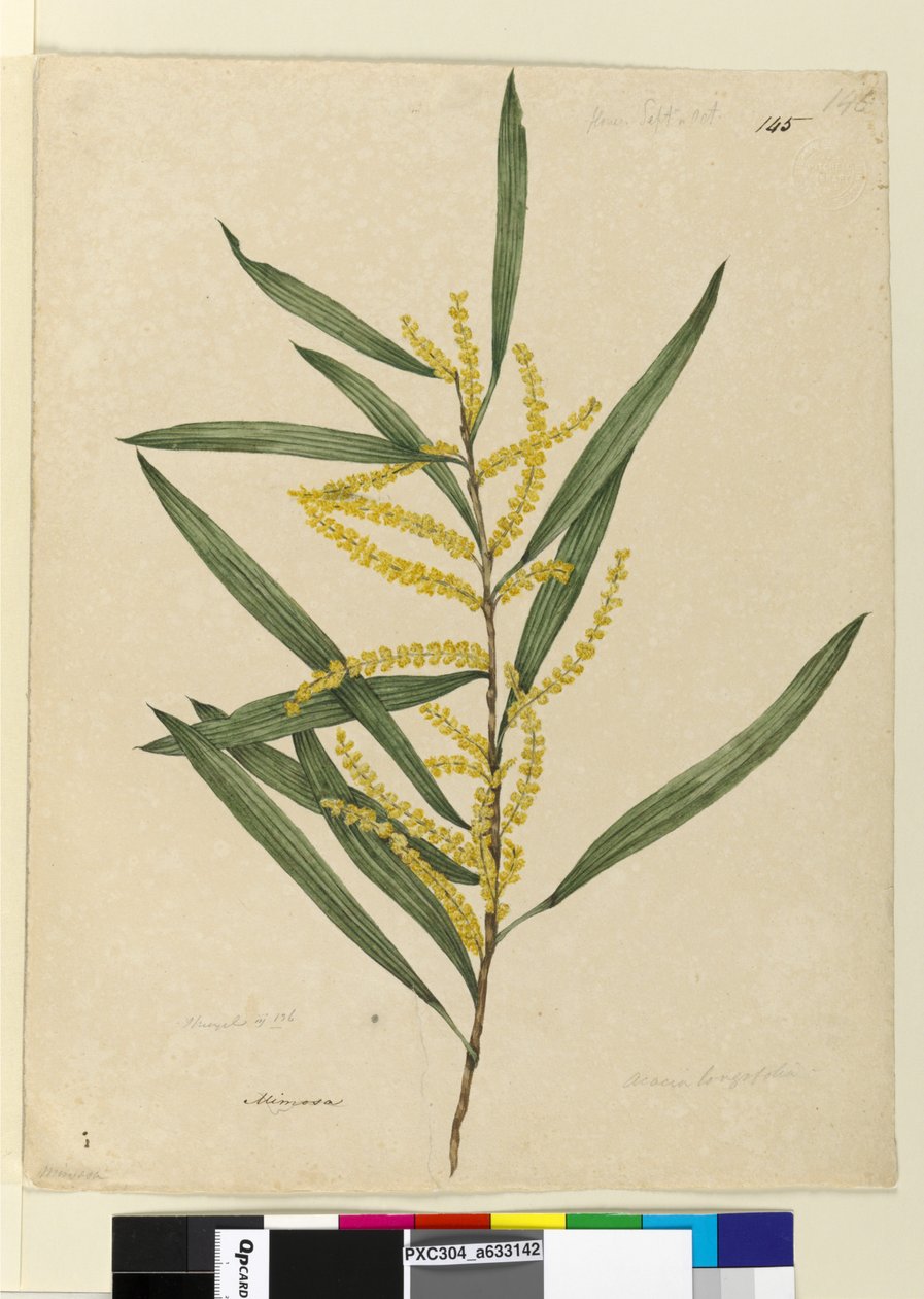 पृष्ठ 145. बबूल लोंगिफोलिया, c.1803-06 (wc, pen, स्याही और पेंसिल) द्वारा जॉन विलियम लेविन