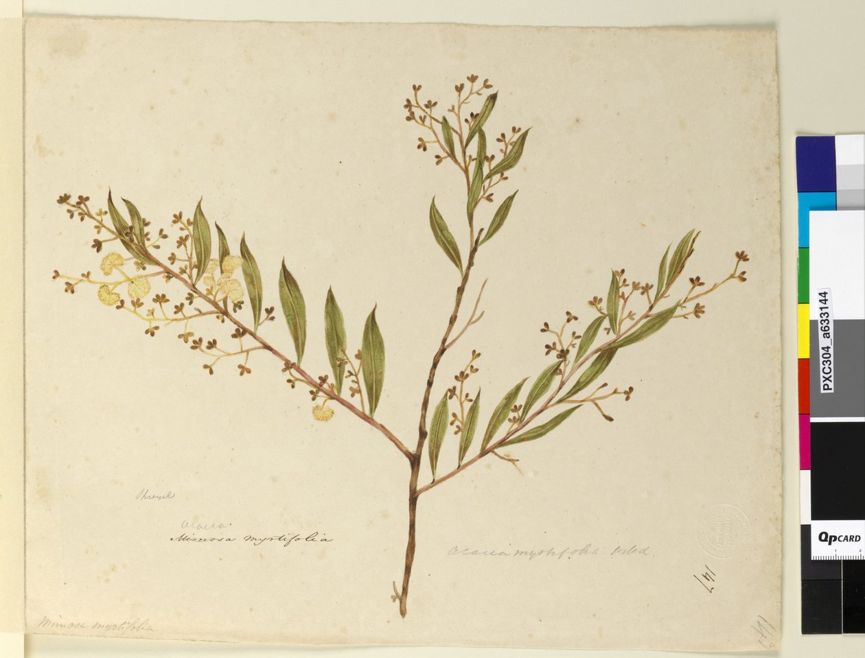 पृष्ठ 147. बबूल myrtifolia, c.1803-06 (wc, pen, स्याही और पेंसिल) द्वारा जॉन विलियम लेविन