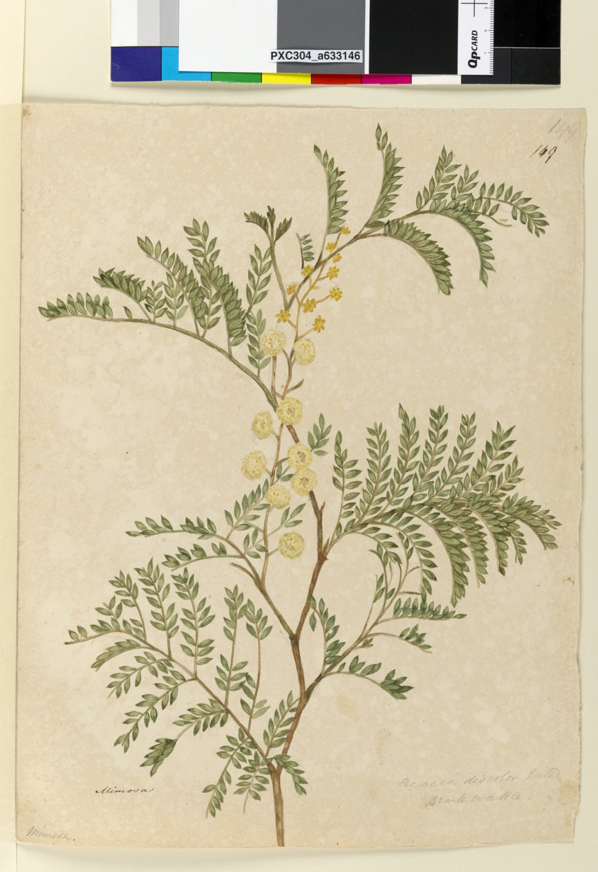पृष्ठ 149. बबूल की डिबिया, कैसिया टर्मिनल, c.1803-06 (wc, pen, ink and pencil) द्वारा जॉन विलियम लेविन
