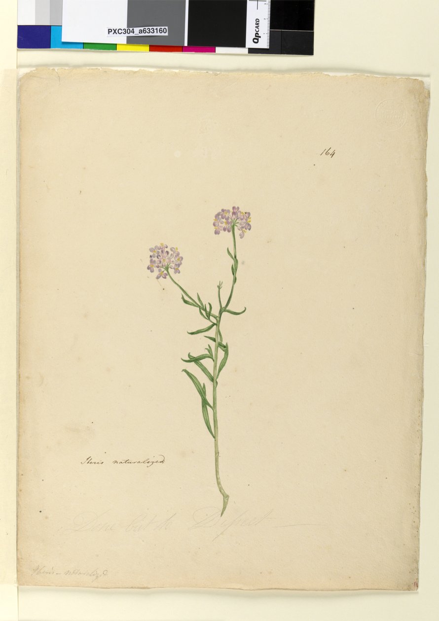 पृष्ठ 164. Iberis प्राकृतिक, c.1803-06 (wc, कलम, स्याही और पेंसिल) द्वारा जॉन विलियम लेविन