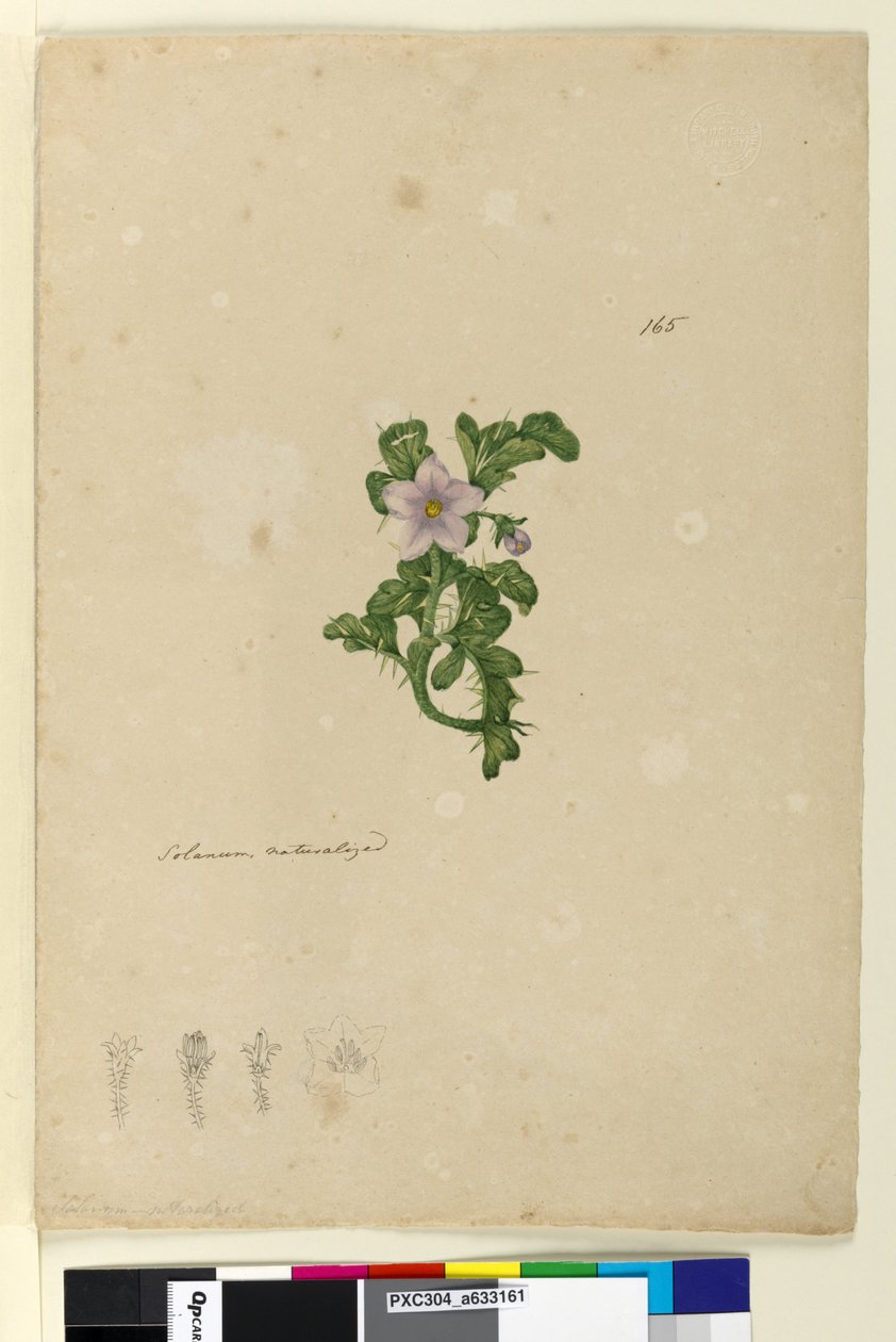 पृष्ठ 165. सोलनम प्राकृतिक, c.1803-06 (wc, कलम, स्याही और पेंसिल) द्वारा जॉन विलियम लेविन
