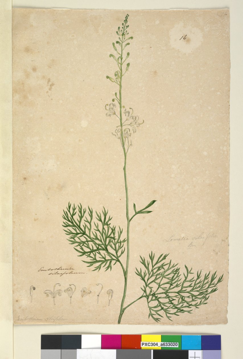 पृष्ठ 16. लोमटिया सिलैफ़ोलिया, c.1803-06 (wc, pen, स्याही और पेंसिल) द्वारा जॉन विलियम लेविन