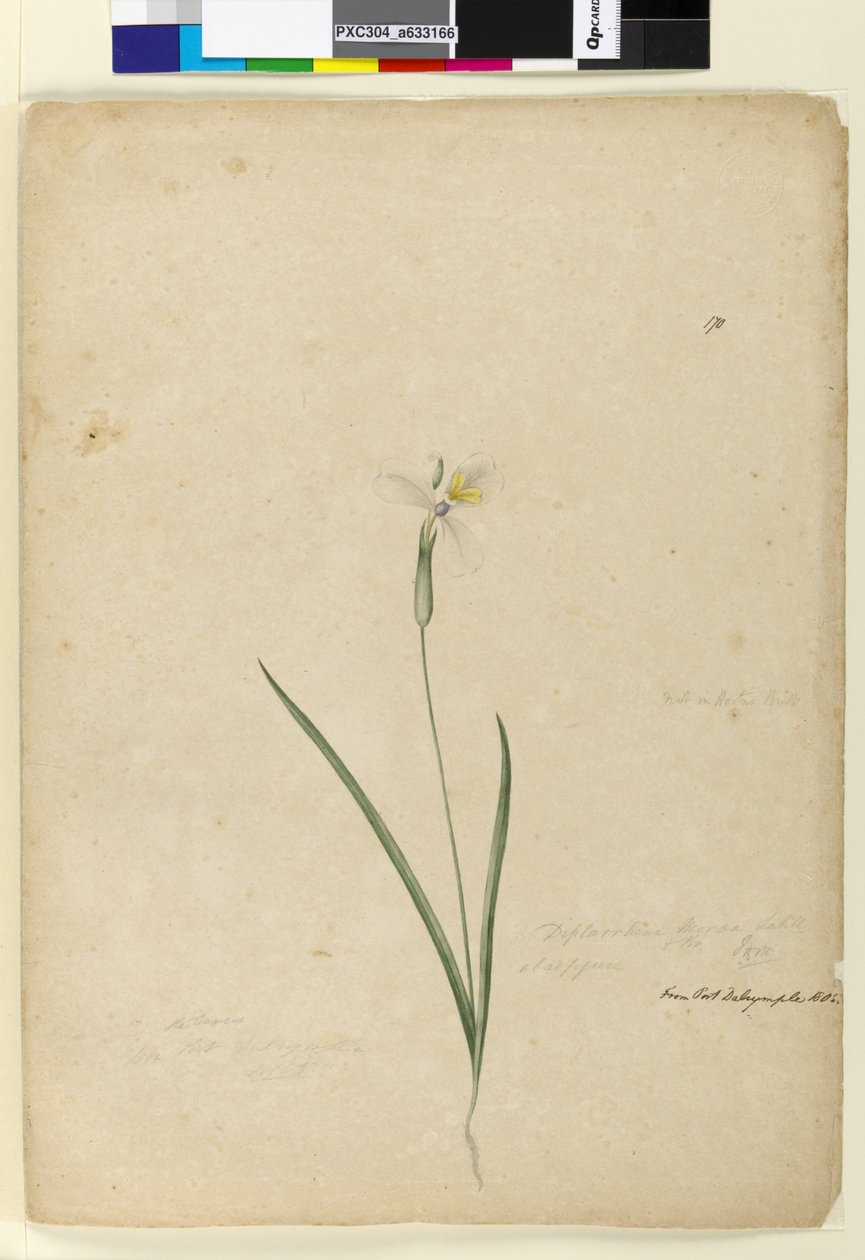 पृष्ठ 170. डिप्लेंथेना मोराए, c.1803-06 (डब्ल्यूसी, पेन, स्याही और पेंसिल) द्वारा जॉन विलियम लेविन