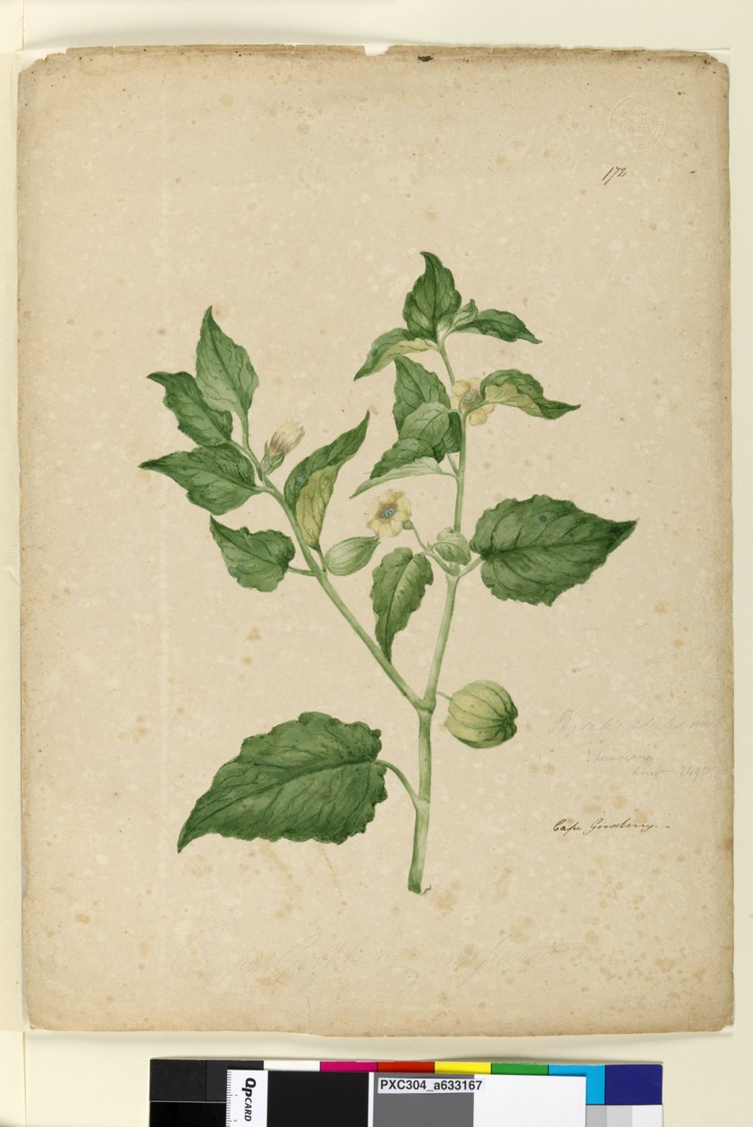 पृष्ठ 172. फिजिसिस एडुलिस, c.1803-06 (wc, pen, ink and pencil) द्वारा जॉन विलियम लेविन