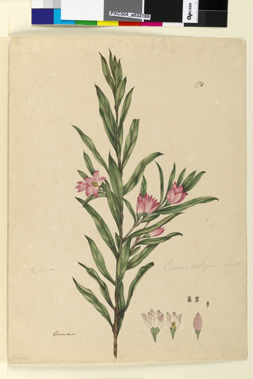 पृष्ठ 174. क्राउन सैलिग्ना, c.1803-06 (डब्ल्यूसी, पेन, स्याही और पेंसिल) द्वारा जॉन विलियम लेविन