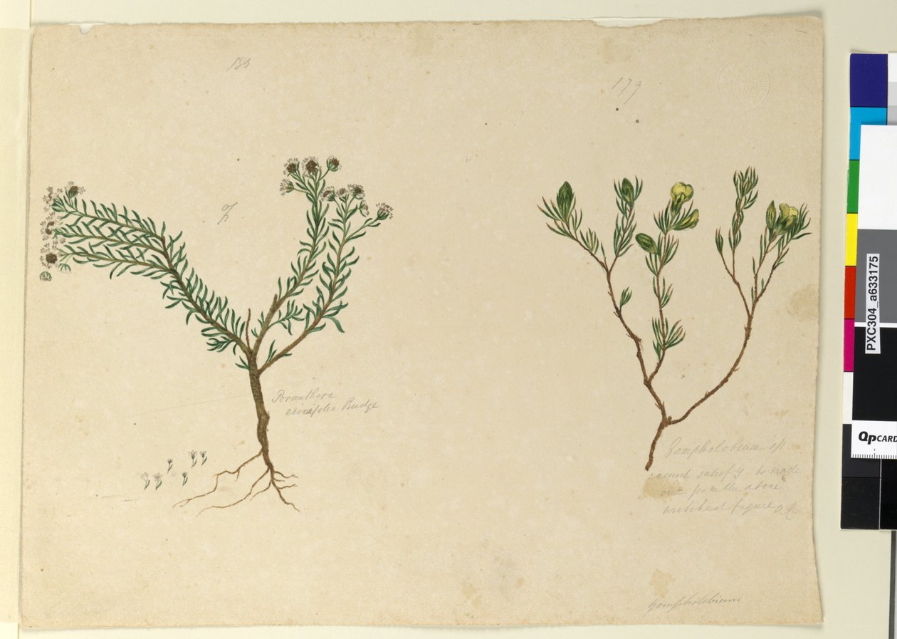 पृष्ठ 179. गोम्फोलोबियम; 180. पोरेंथेरा एरीकाफोलिया, सी .1803-06 (डब्ल्यूसी, पेन, स्याही और पेंसिल) द्वारा जॉन विलियम लेविन