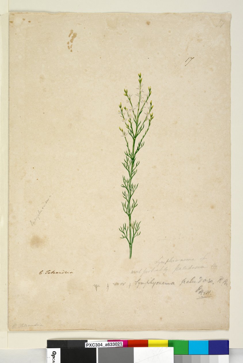 पृष्ठ 17. सिम्फिओनिमा पलुडोसम, c.1803-06 (डब्ल्यूसी, पेन, स्याही और पेंसिल) द्वारा जॉन विलियम लेविन