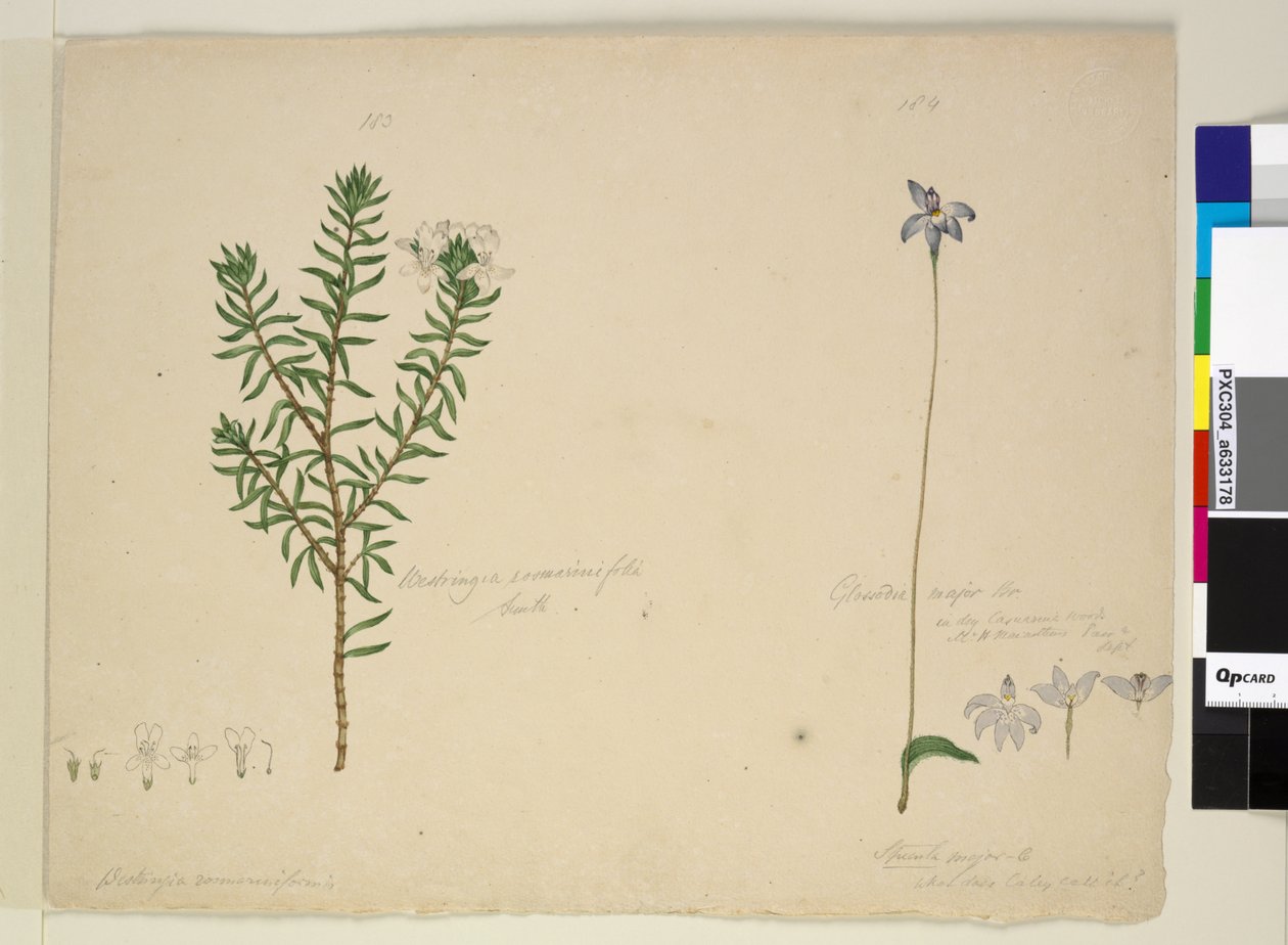 पृष्ठ 183. वेस्टरिंगिया रोज़मारिनिफोलिया फ्रूटफुल वेस्ट्रिंगिया; 184. ग्लोसोडिया मेजर, c.1803-06 (wc, pen, ink and pencil) द्वारा जॉन विलियम लेविन