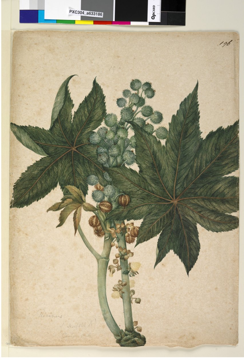 पृष्ठ 196. रिकिनस रिकिनस कम्युनिस, c.1803-06 (डब्ल्यूसी, पेन, स्याही और पेंसिल) द्वारा जॉन विलियम लेविन