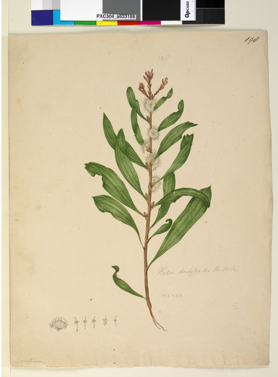 पृष्ठ 198. हकिया डाइक्टाइलॉइड्स, c.1803-06 (wc, pen, स्याही और पेंसिल) द्वारा जॉन विलियम लेविन