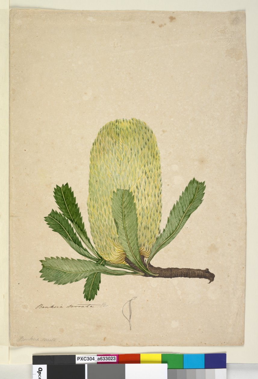 पृष्ठ 19. बैंकिया सेराटा, c.1803-06 (wc, pen, ink and pencil) द्वारा जॉन विलियम लेविन
