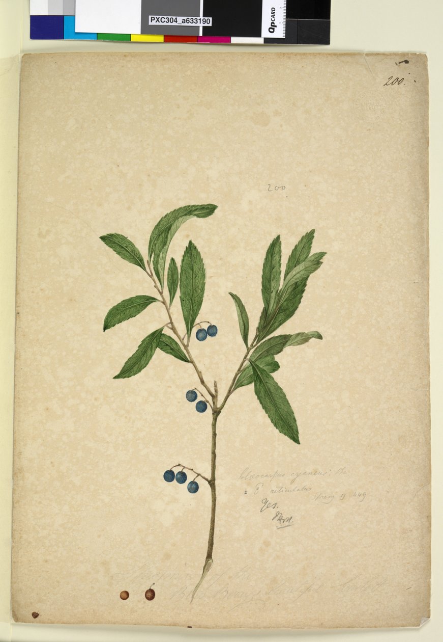 पृष्ठ 200. एलाओकार्पस रेटिकुलटस, c.1803-06 (डब्ल्यूसी, पेन, स्याही और पेंसिल) द्वारा जॉन विलियम लेविन