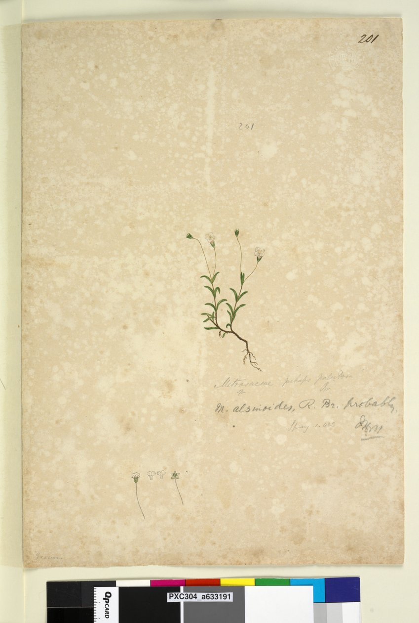 पृष्ठ 201. मित्रासेम अल्सिनोइड्स, c.1803-06 (wc, pen, ink and pencil) द्वारा जॉन विलियम लेविन