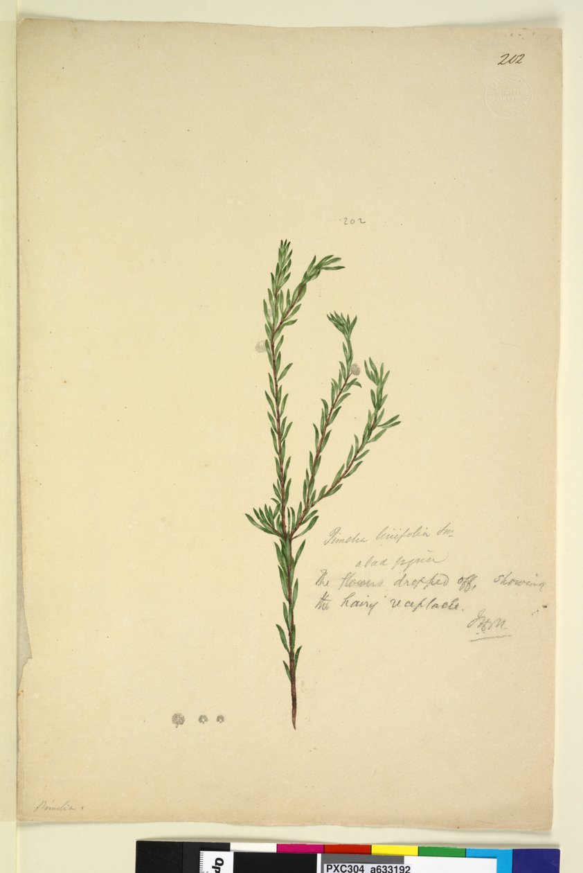 पृष्ठ 202. पिमिलिया लिनिफोलिया, c.1803-06 (wc, pen, स्याही और पेंसिल) द्वारा जॉन विलियम लेविन