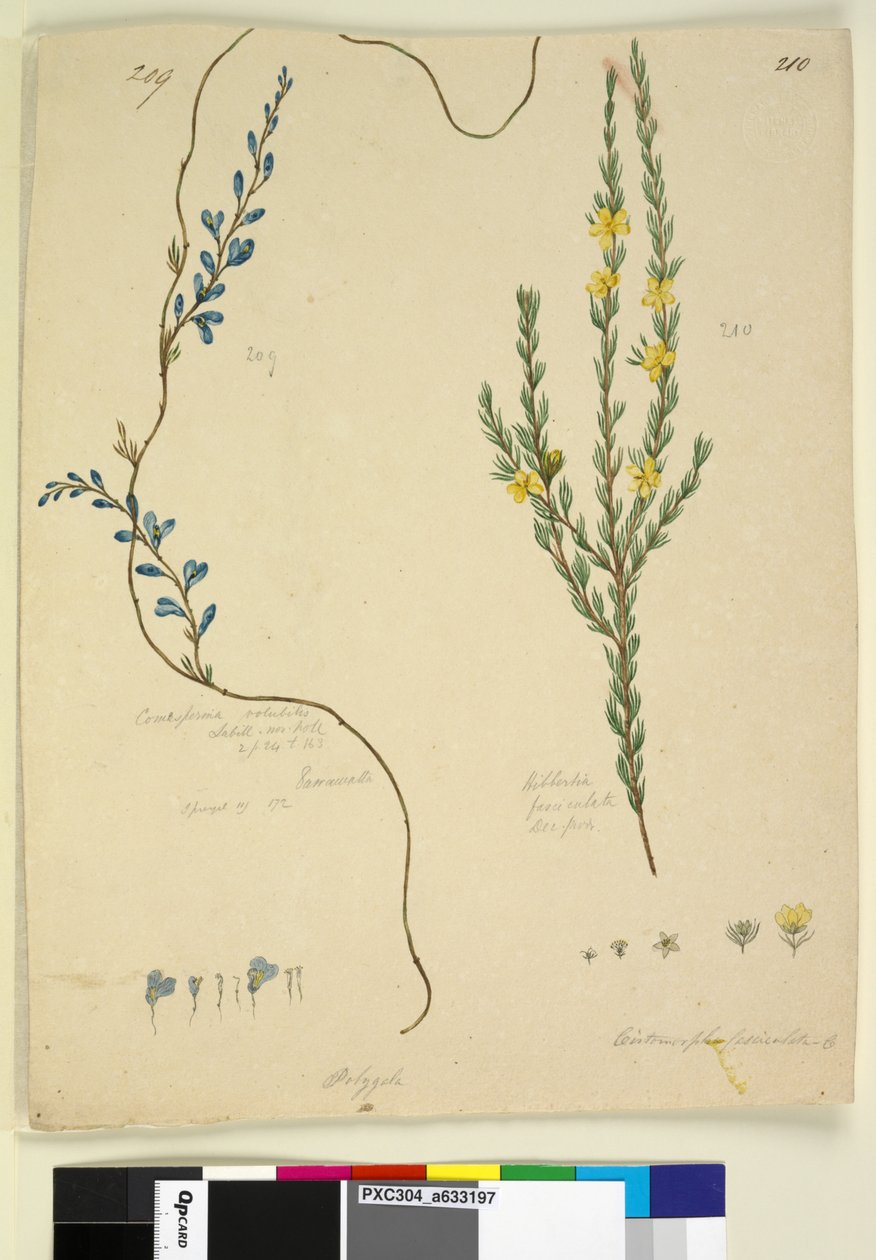 पृष्ठ 209. कोम्सेपर्मा ज्वालामुखी; 210. हिबिबर्टिया फ़ेसिकुलता, c.1803-06 (wc, pen, स्याही और पेंसिल) द्वारा जॉन विलियम लेविन