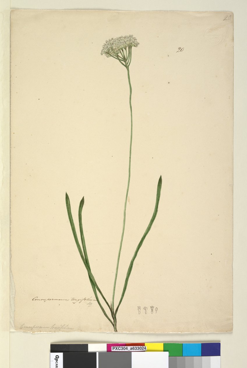 पृष्ठ 20. कोनोस्पर्म लोंफिफोलियम, c.1803-06 (wc, pen, ink and pencil) द्वारा जॉन विलियम लेविन